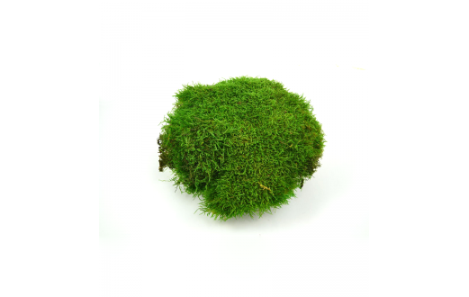 Flat moss 